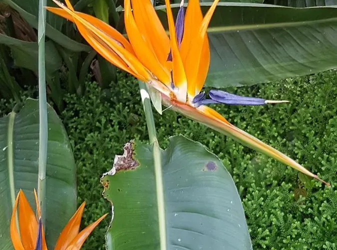 Mirage Apartment Ostende